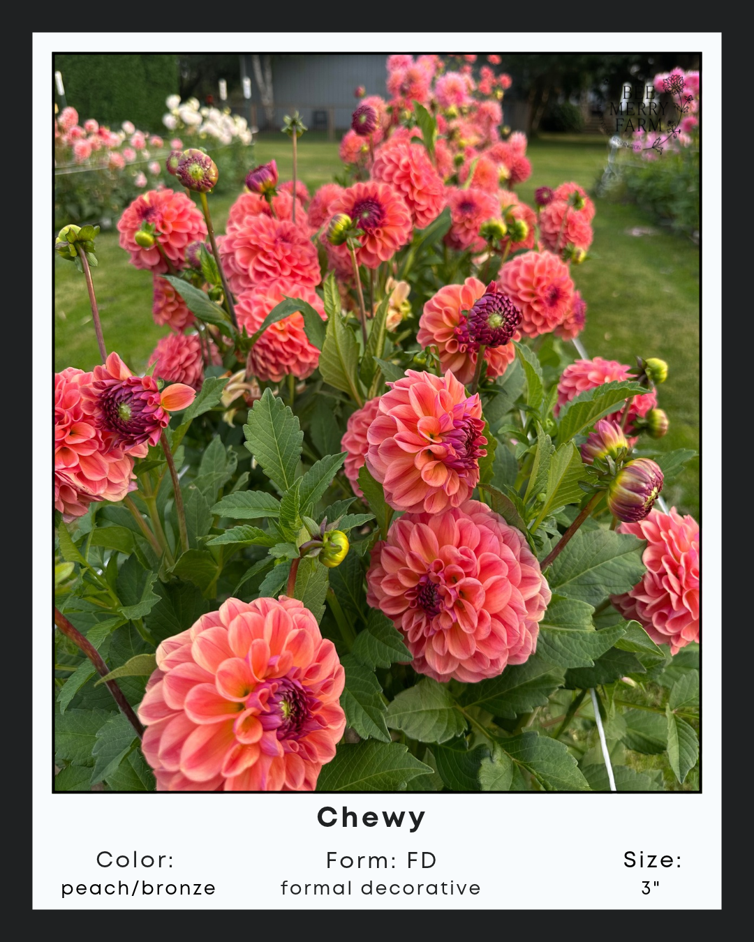 Chewy-1.png