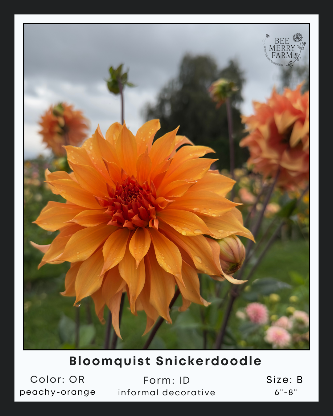 BQ Snickerdoodle-3.png