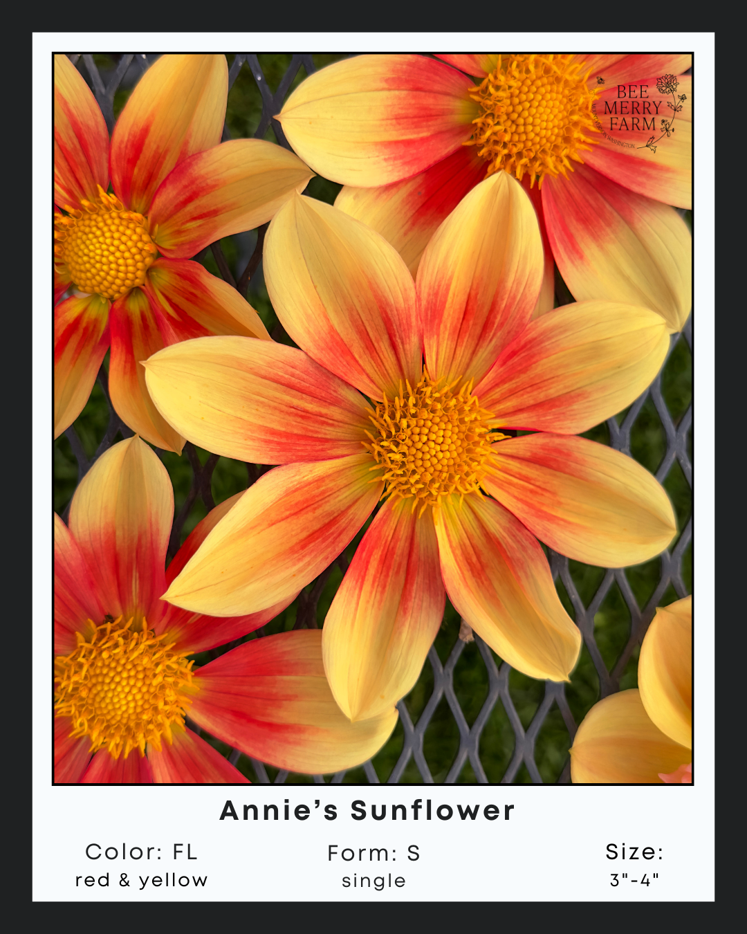 Annie's Sunflower