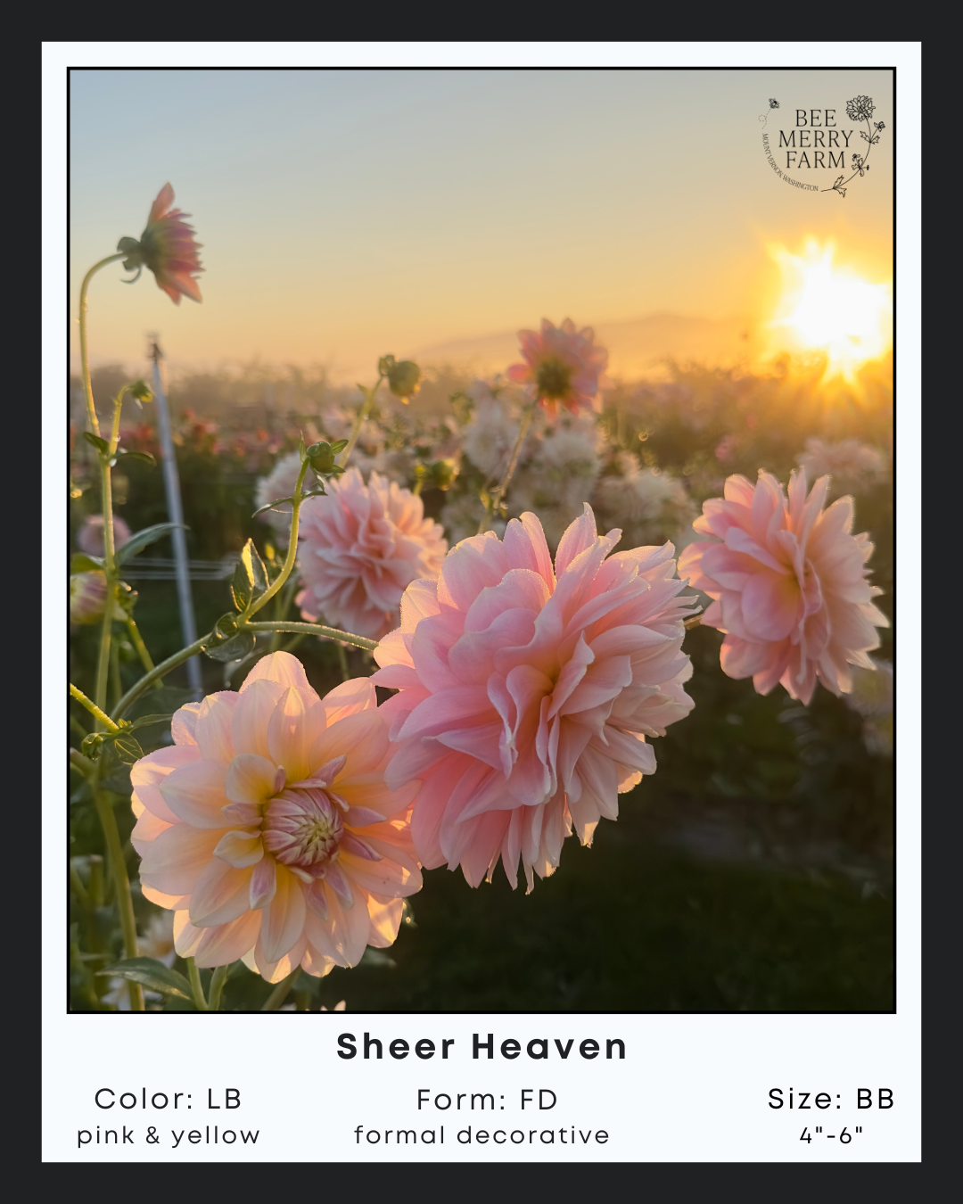 Sheer Heaven-1 (1).png