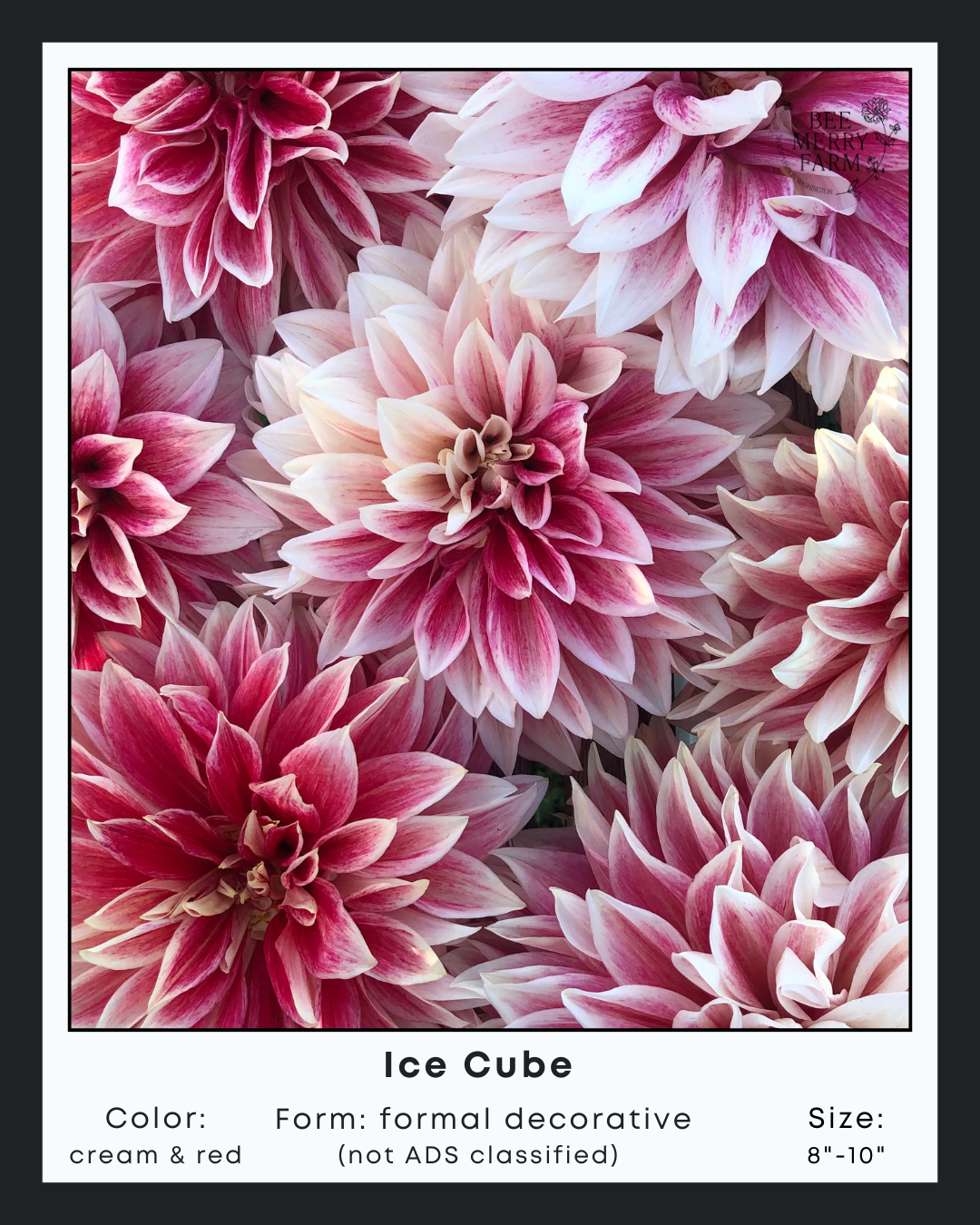 Ice Cube-2.png
