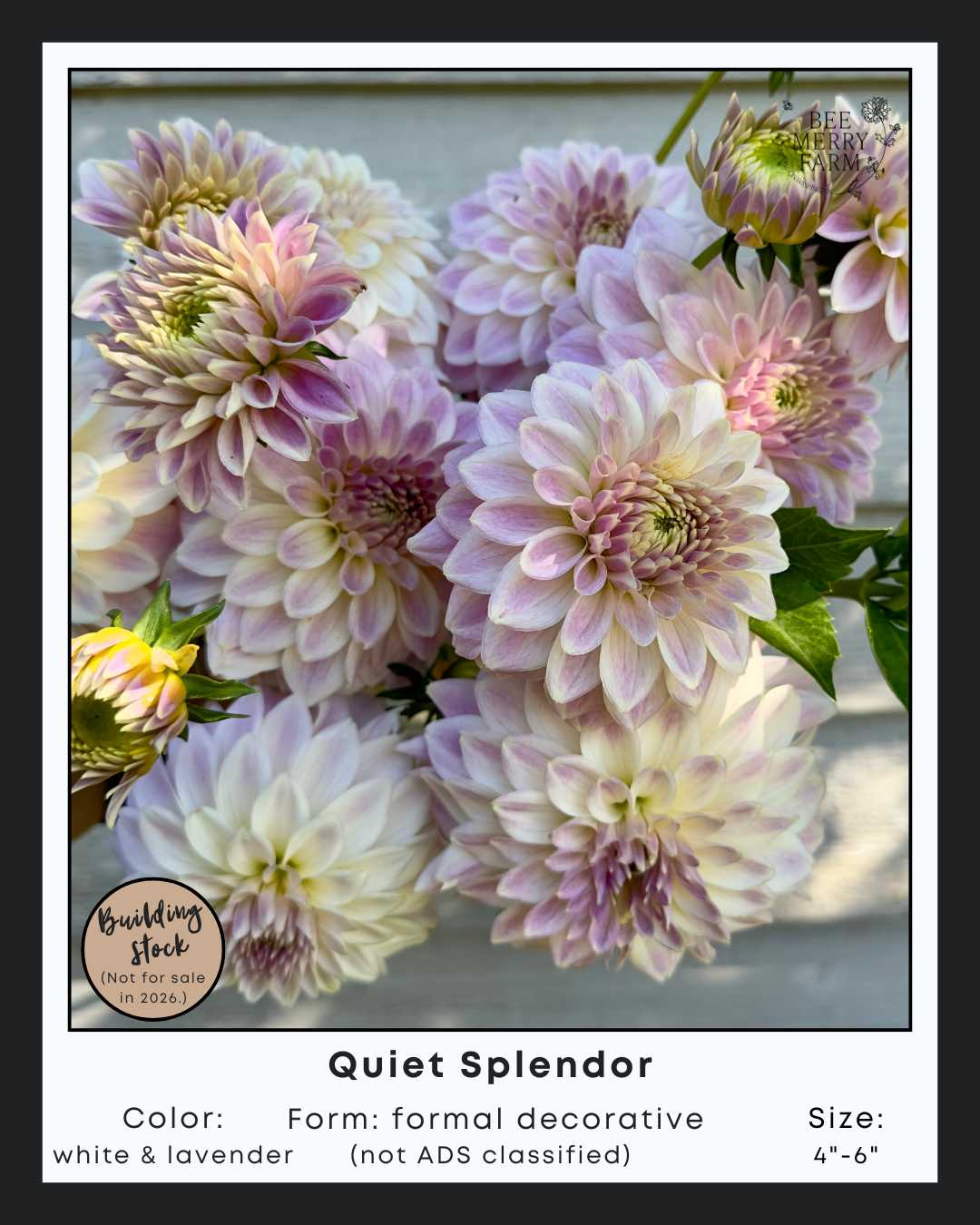 Quiet Splendor-1.png