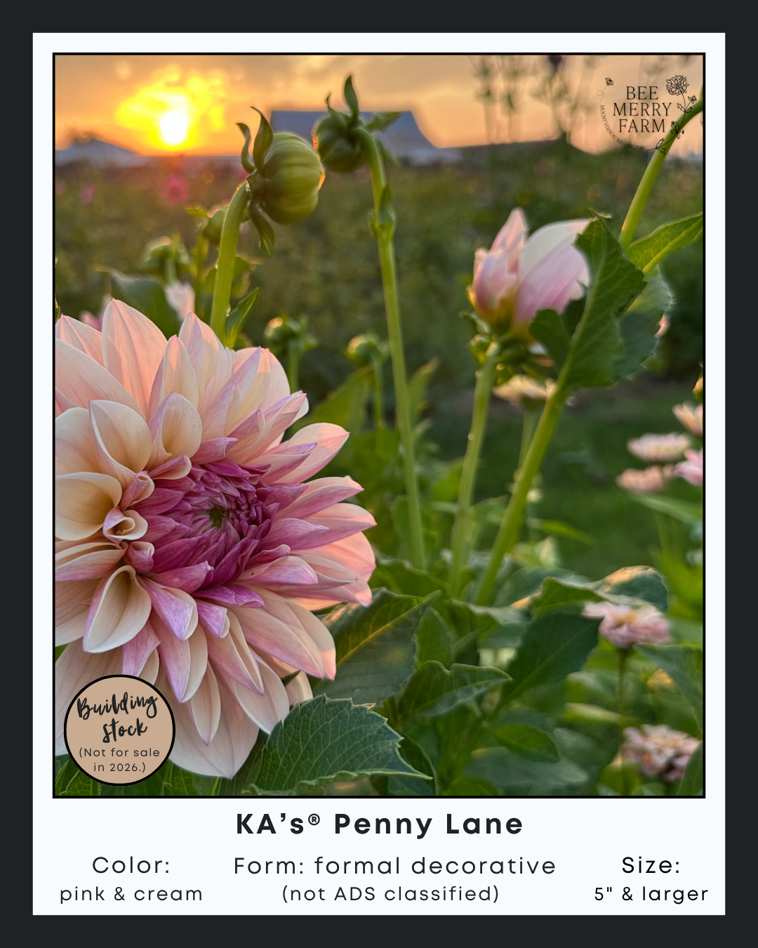 KAs Penny Lane-2.png