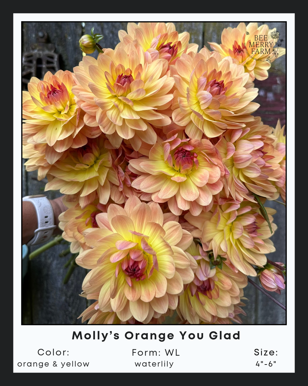 Mollys Orange You Glad.png