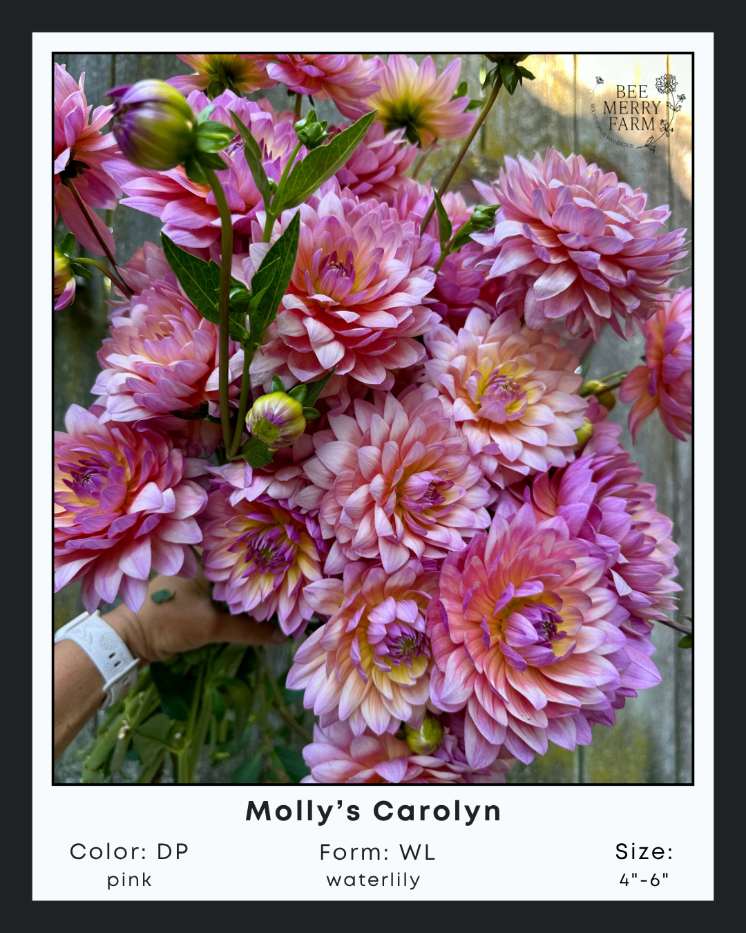 Mollys Carolyn-1.png