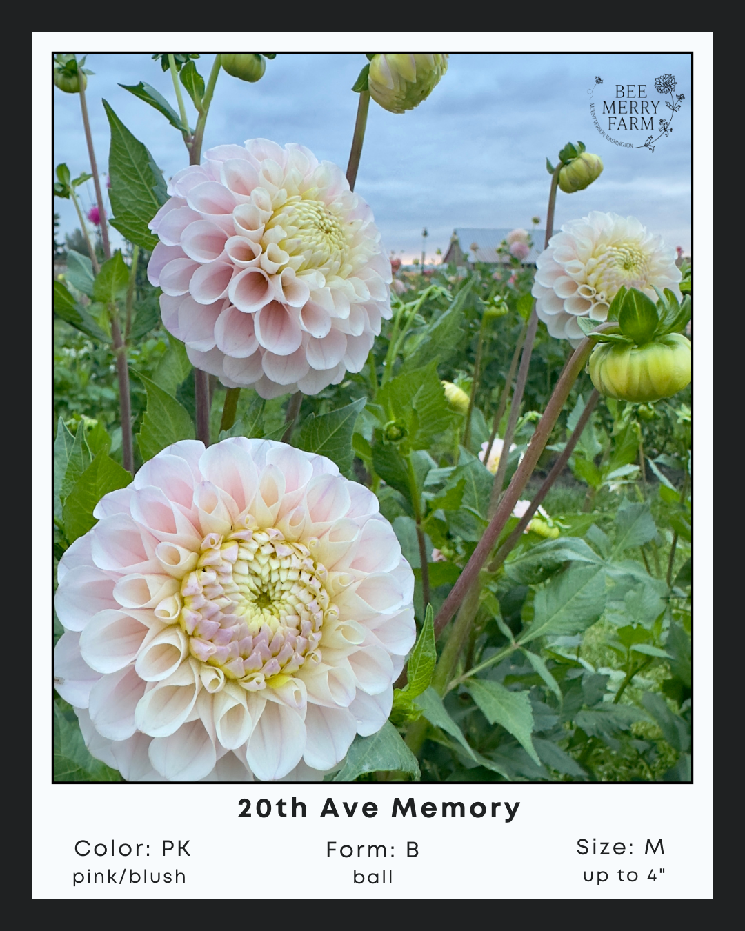 20th Ave Memory-2.png