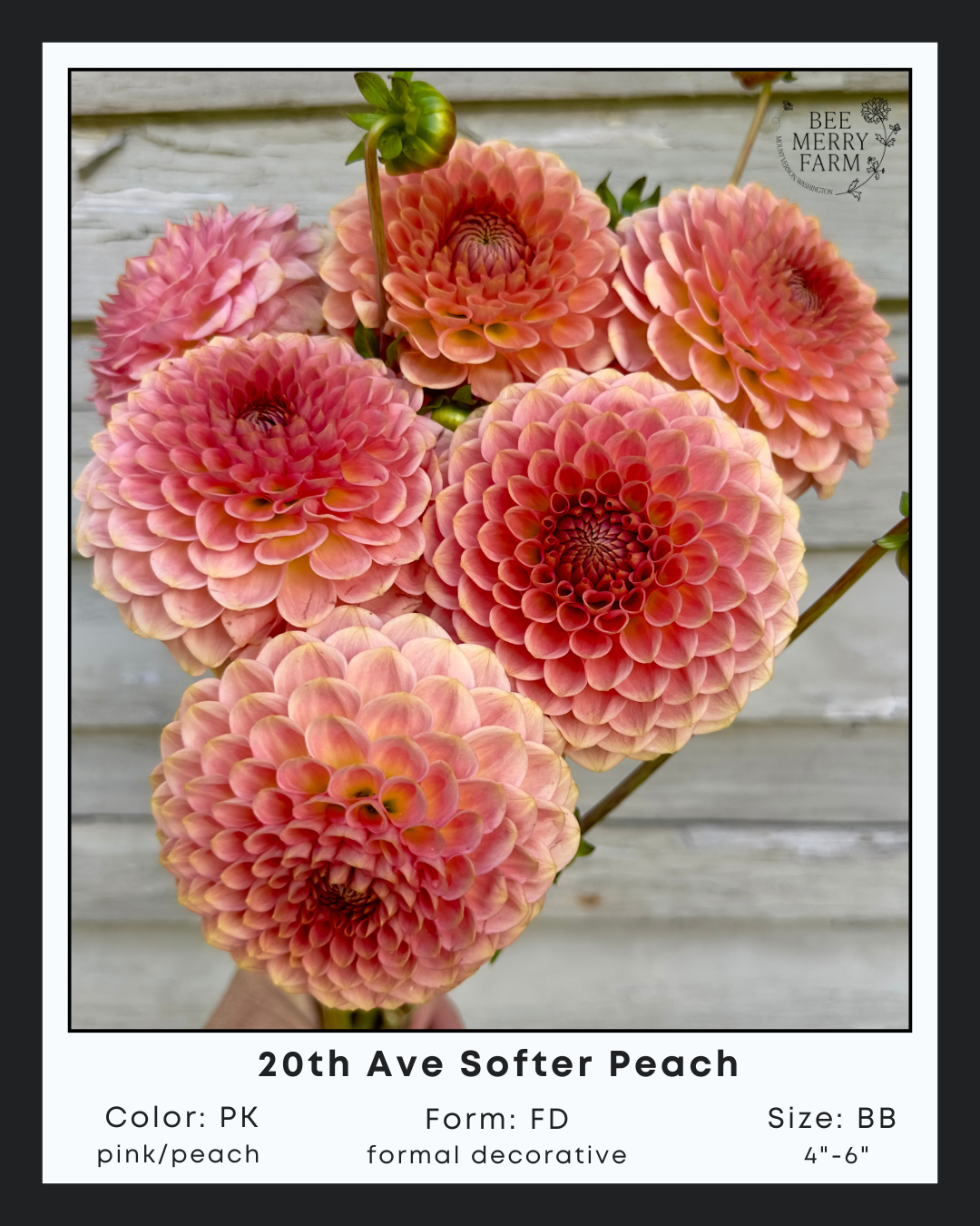 20th Ave Softer Peach