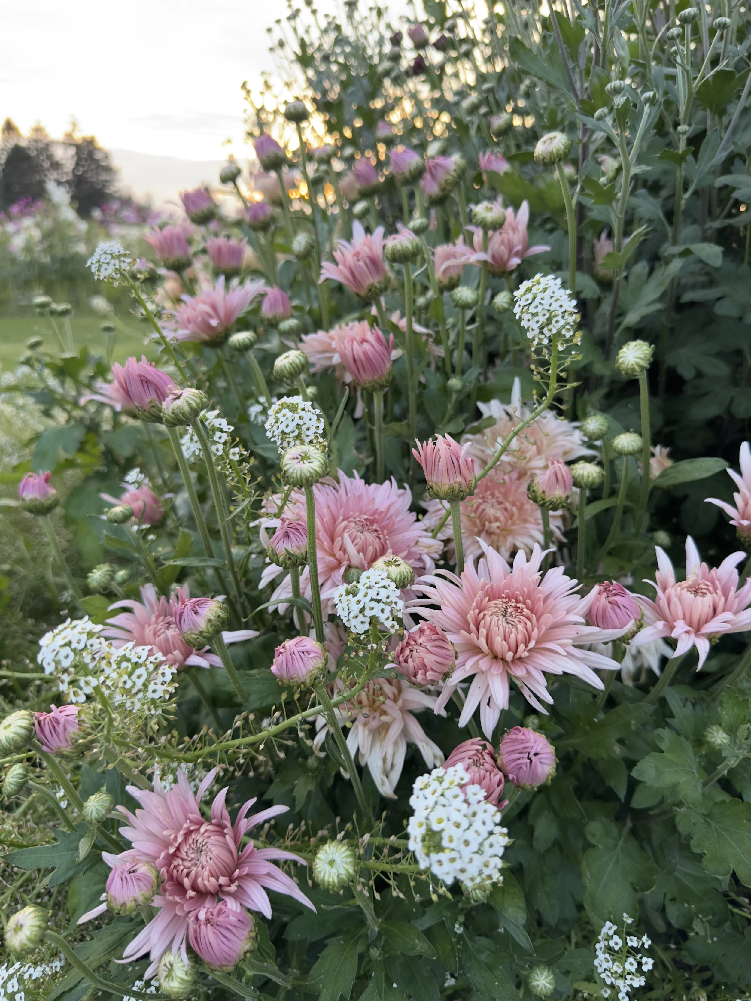 Mum-2.jpg