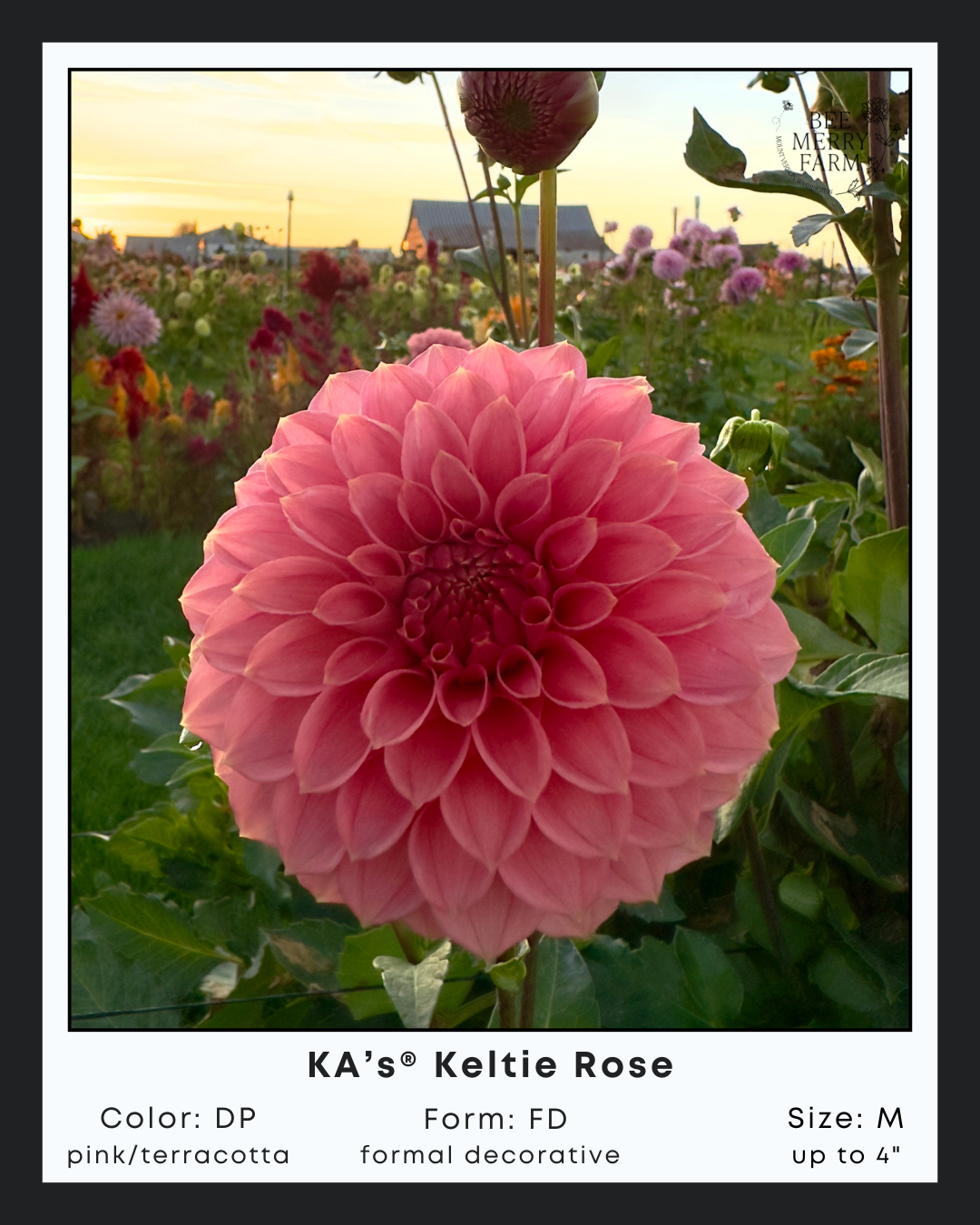 KAs Keltie Rose-2.png