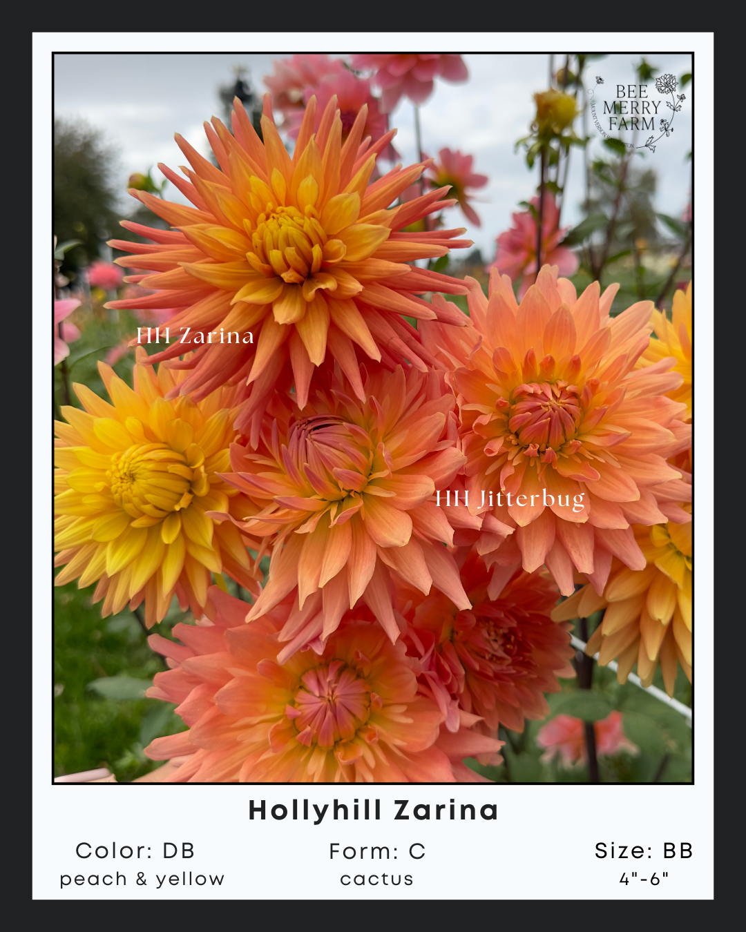 Hollyhill Zarina-2.png