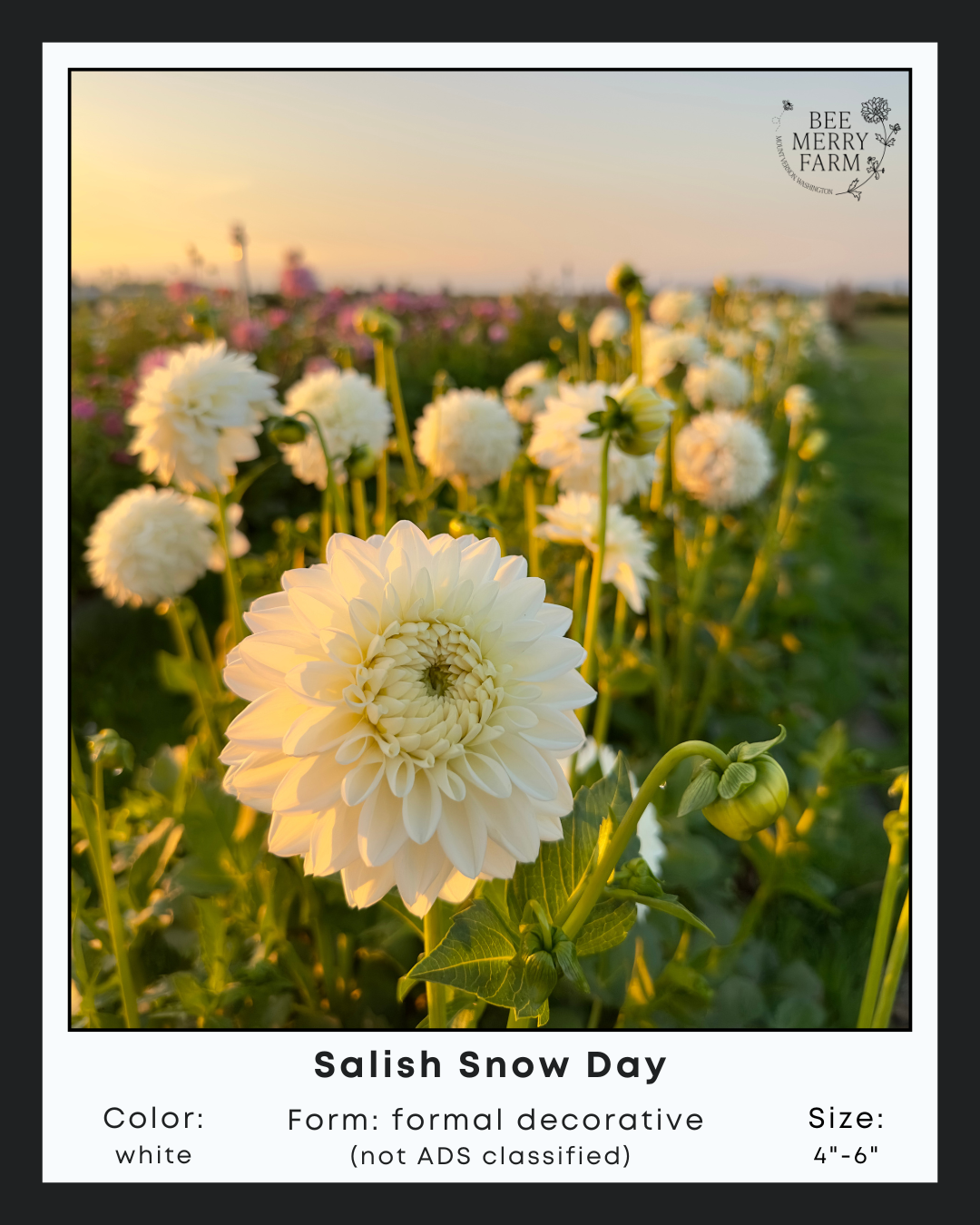 Salish Snow Day-1.png