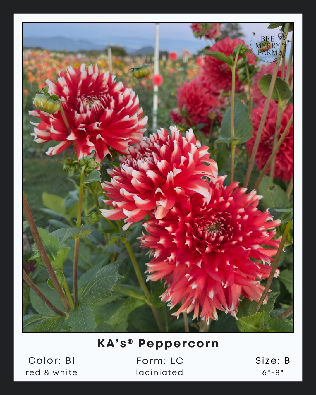 KAs Peppercorn-2.png