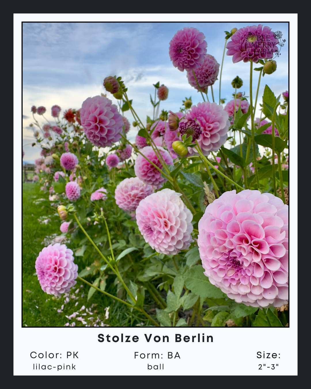 Stolze Von Berlin-2.png