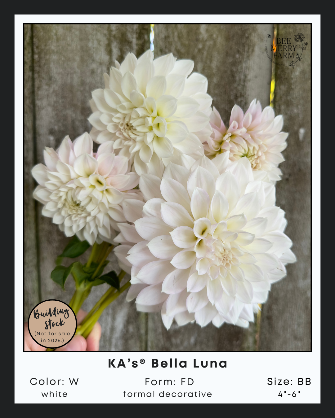 KAs Bella Luna-1.png