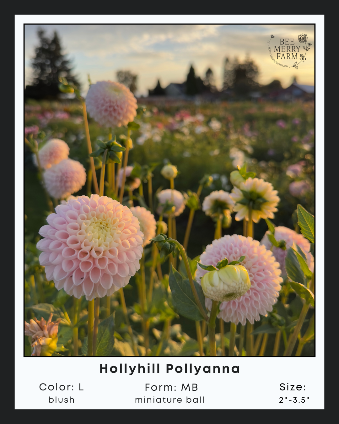 Hollyhill Pollyanna-1.png