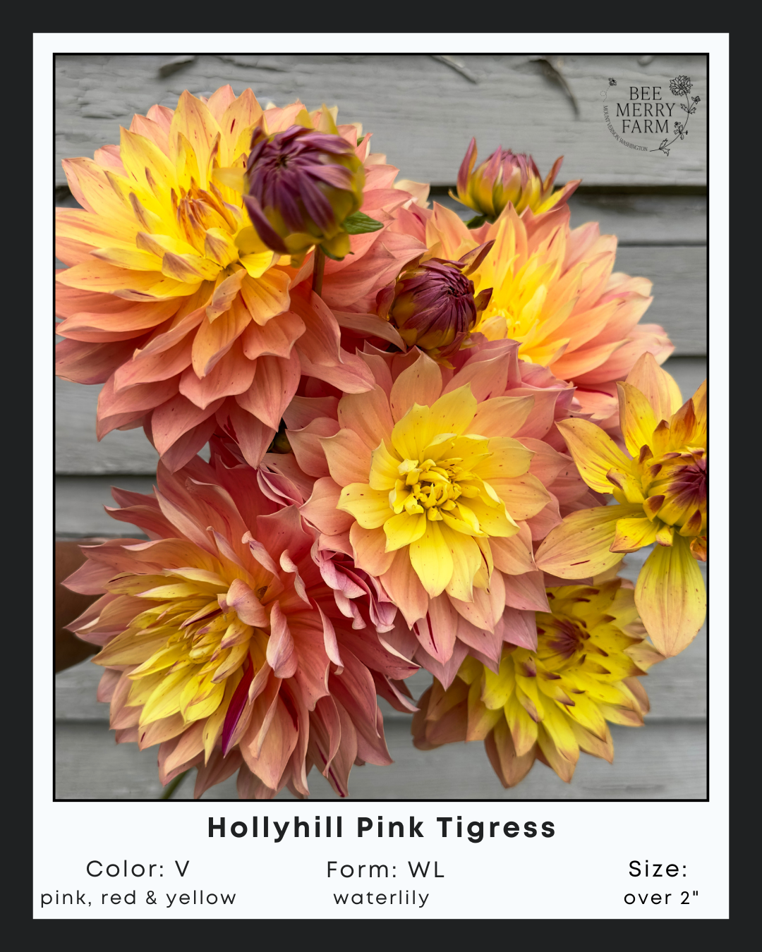 Hollyhill Pink Tigress-1.png