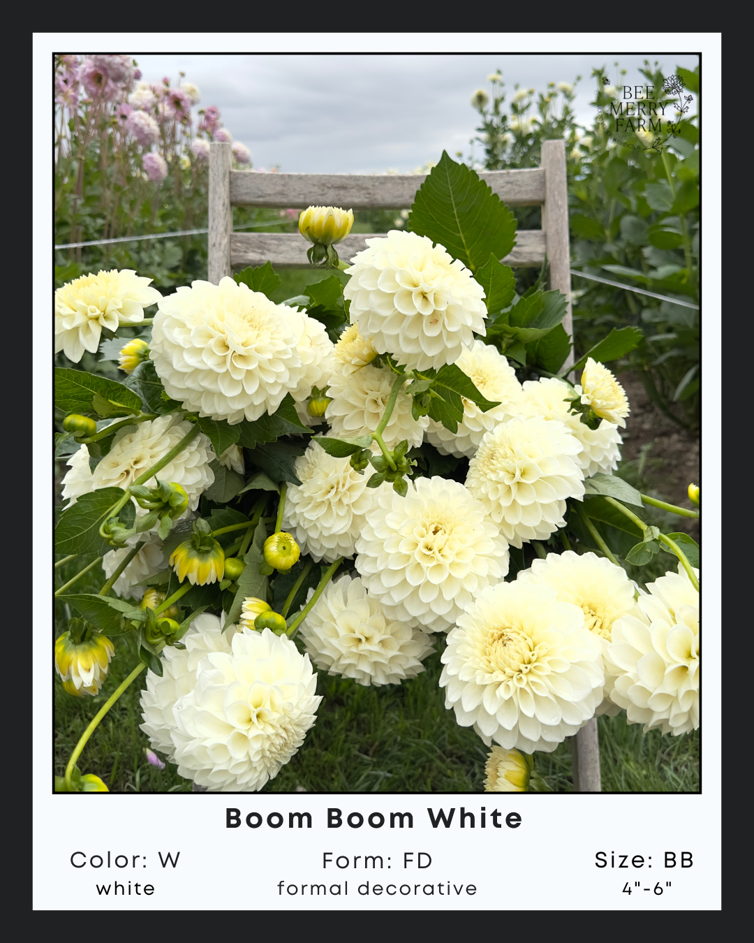 Boom Boom White-2.png