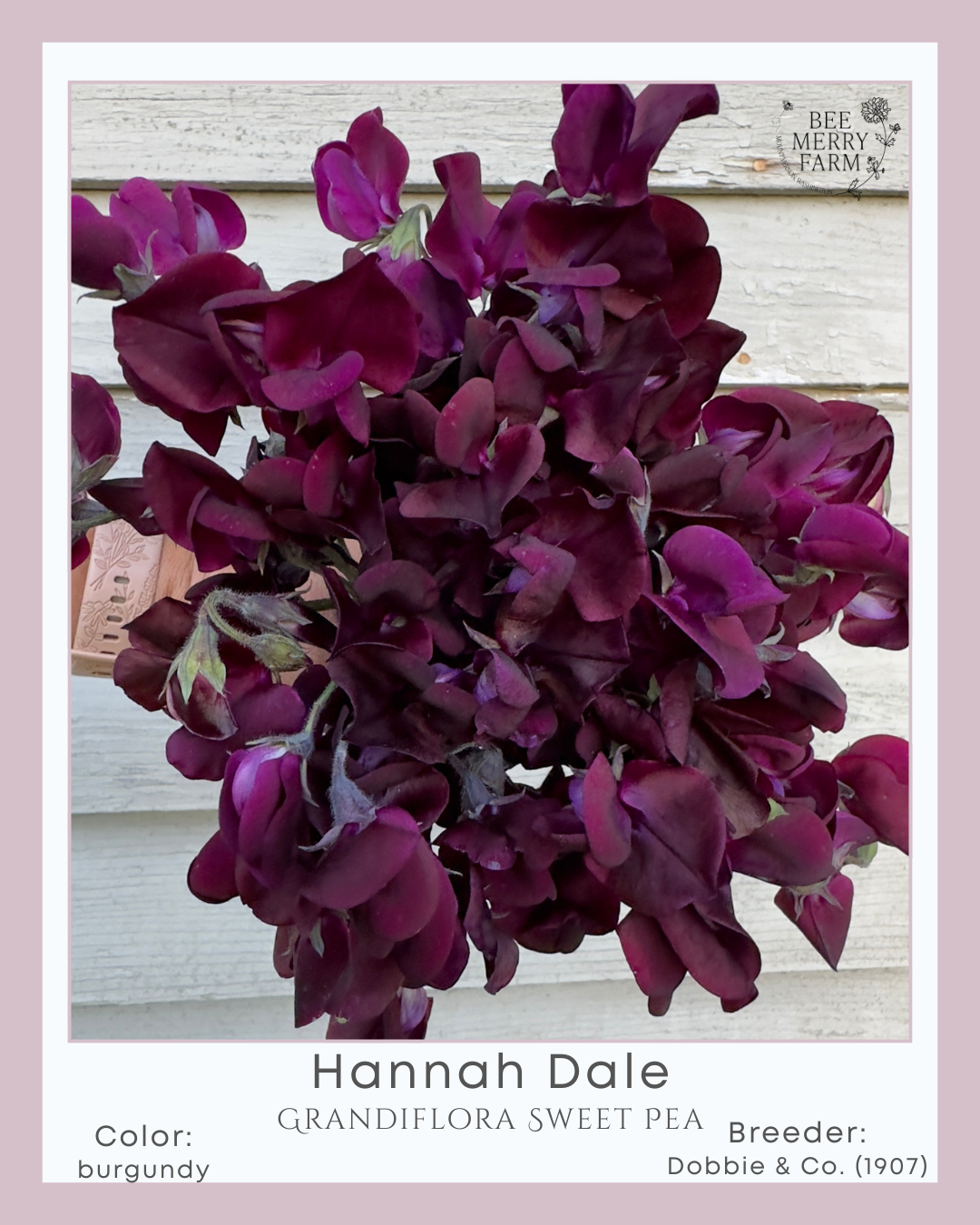 Sweet Pea: Hannah Dale