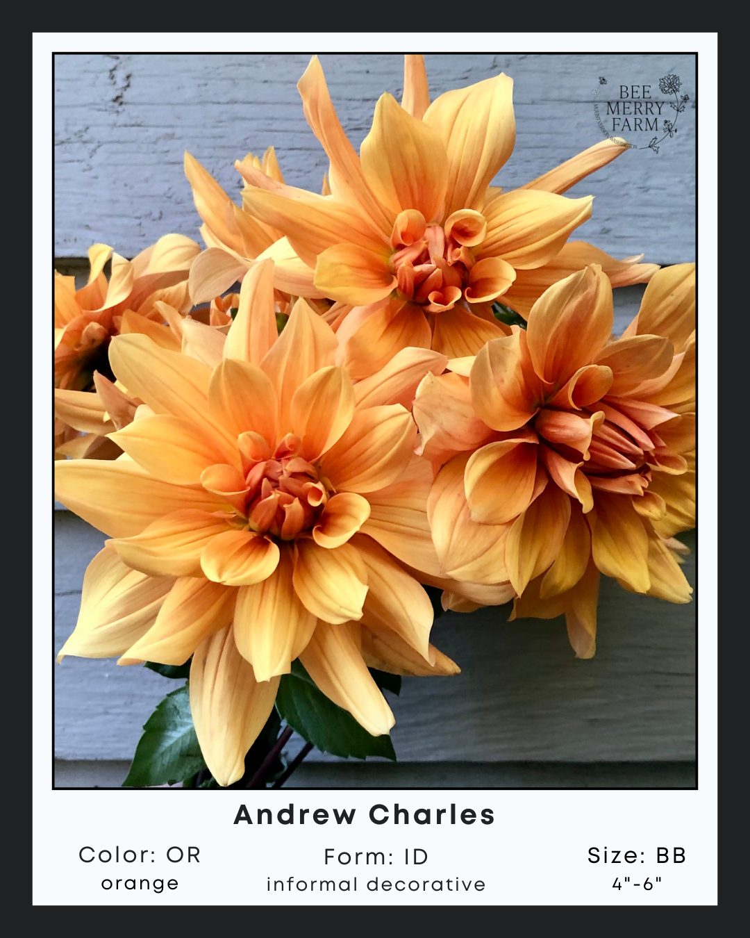 Andrew Charles-2.png