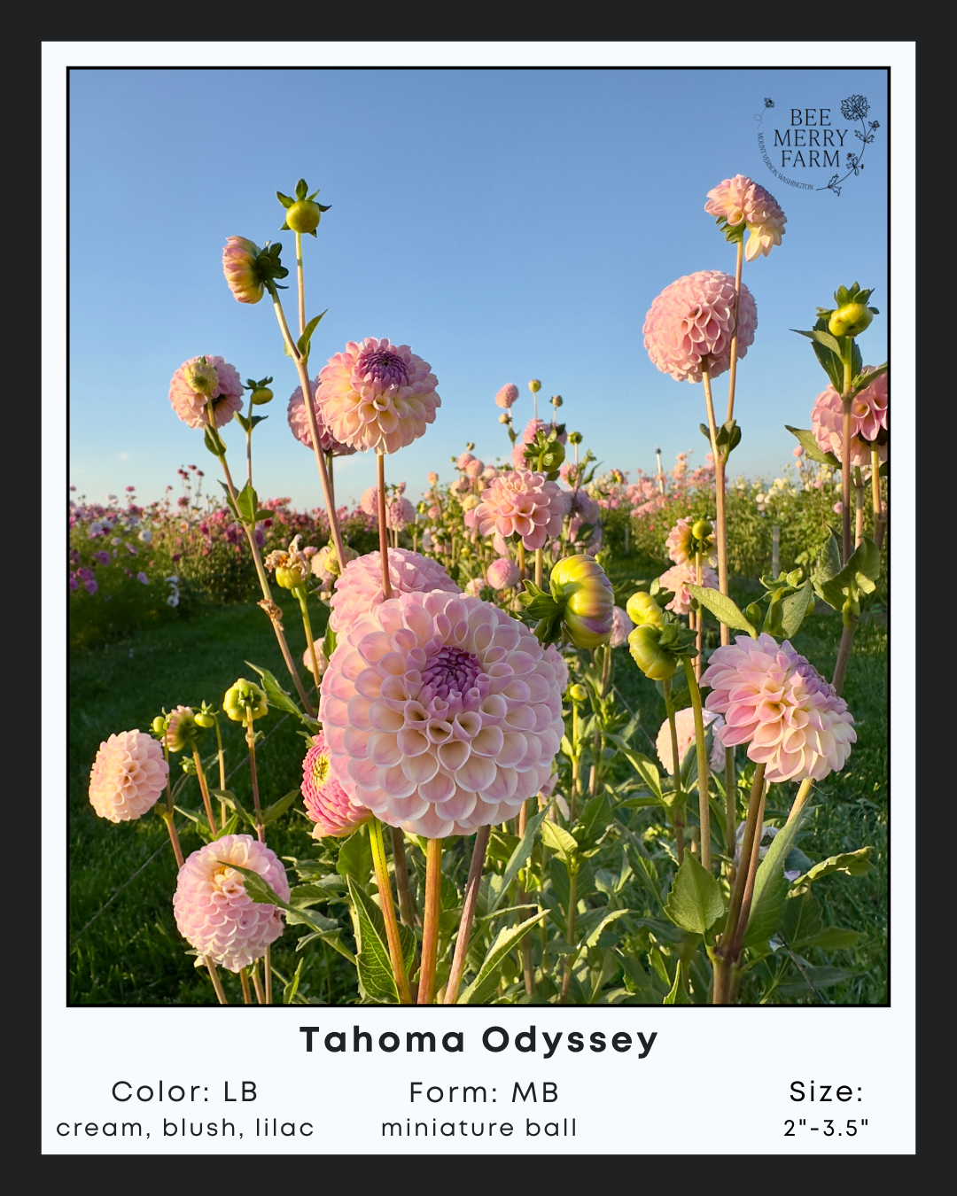 Tahoma Odyssey-2.png