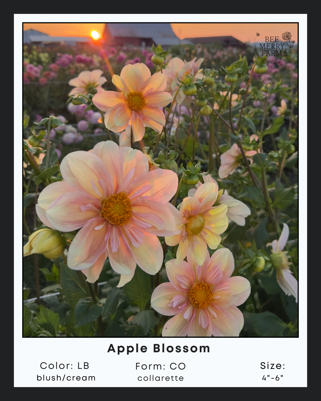 Apple Blossom-1.png