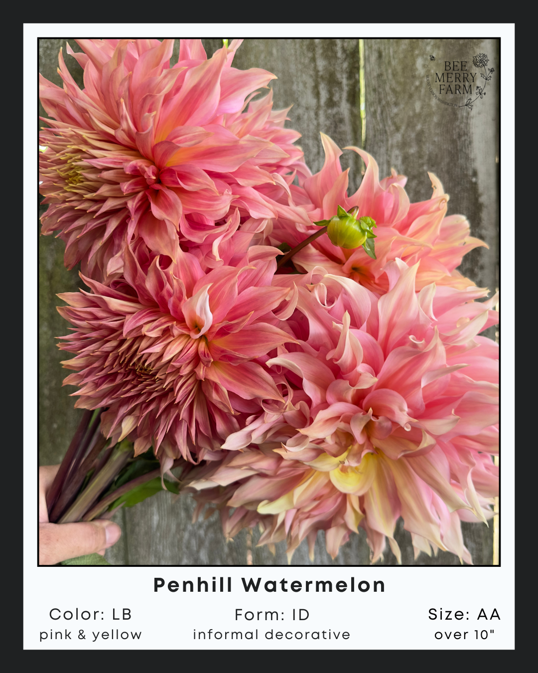 Penhill Watermelon-2.png