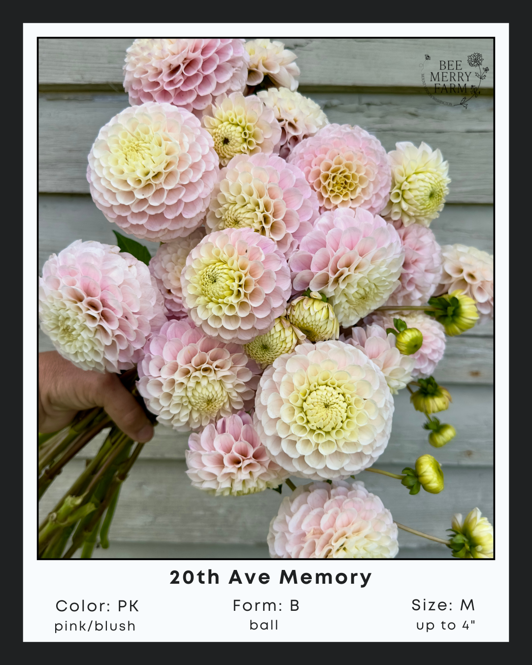 20th Ave Memory-1.png