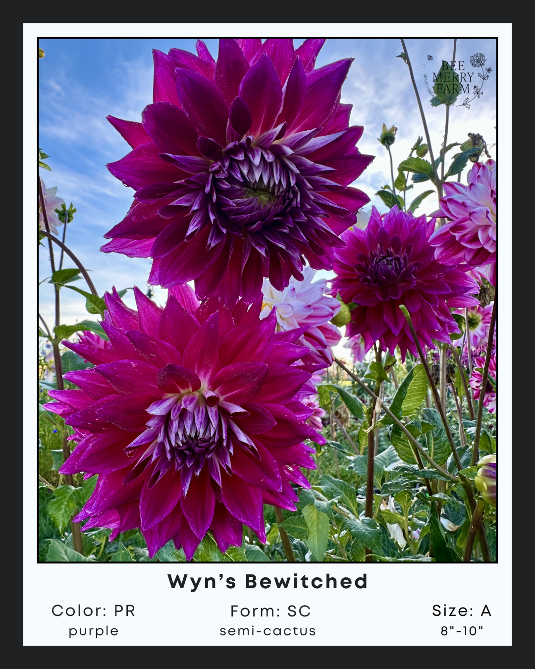 Wyns Bewitched-2.png