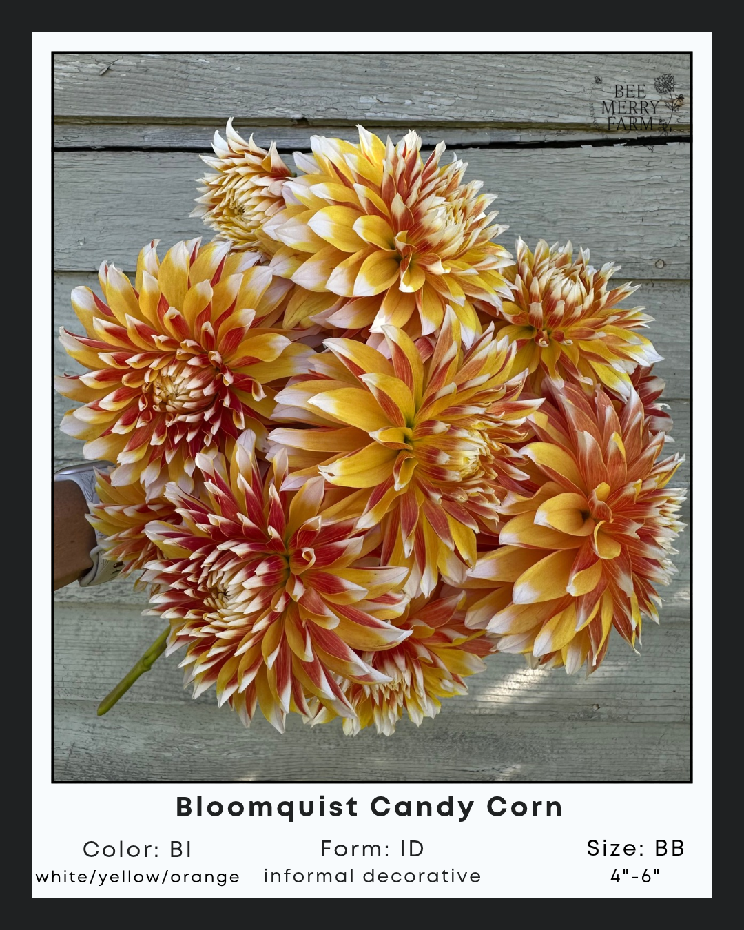 Bloomquist Candy Corn