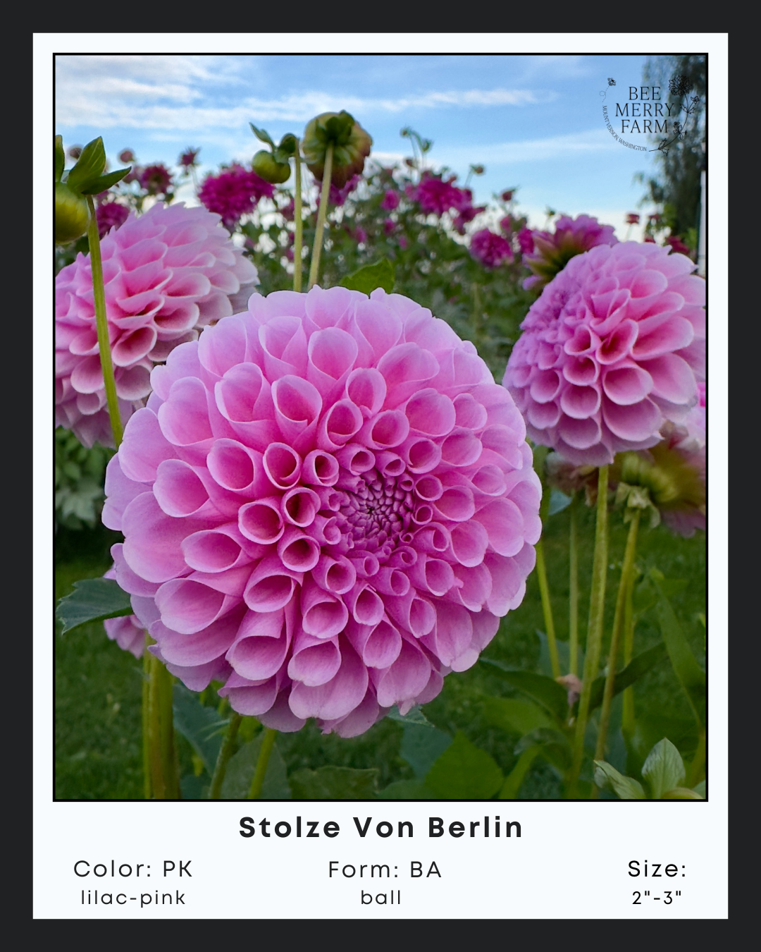 Stolze Von Berlin-1.png