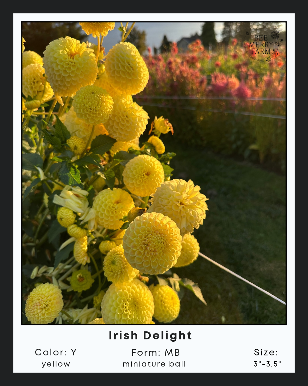 Irish Delight-1.png