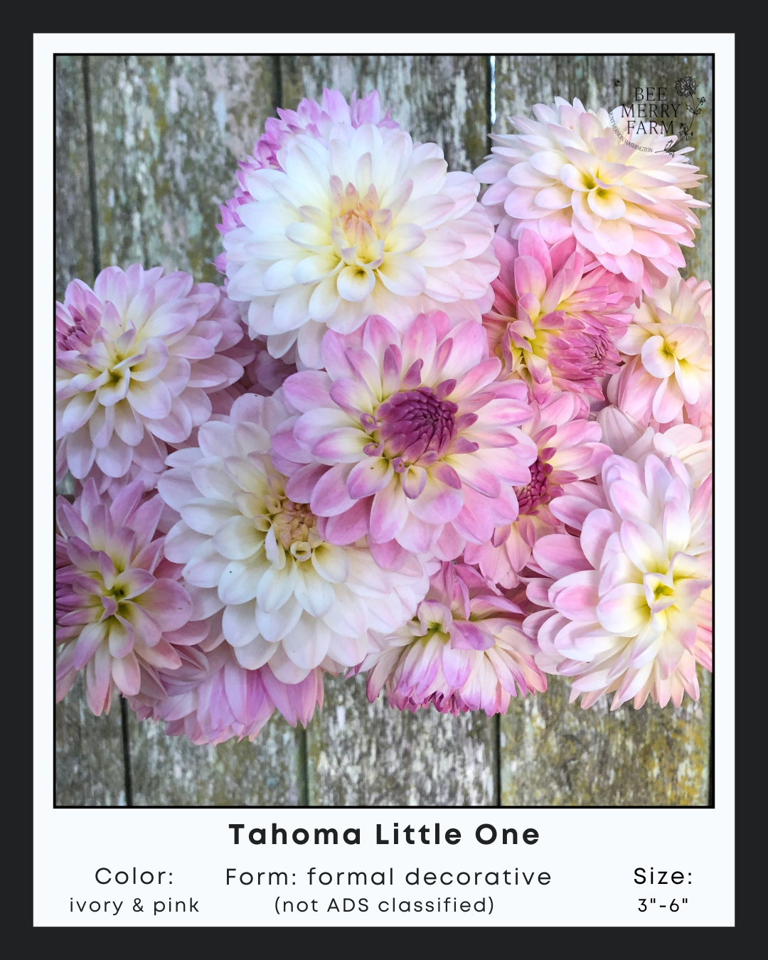 Tahoma Little One-2.png