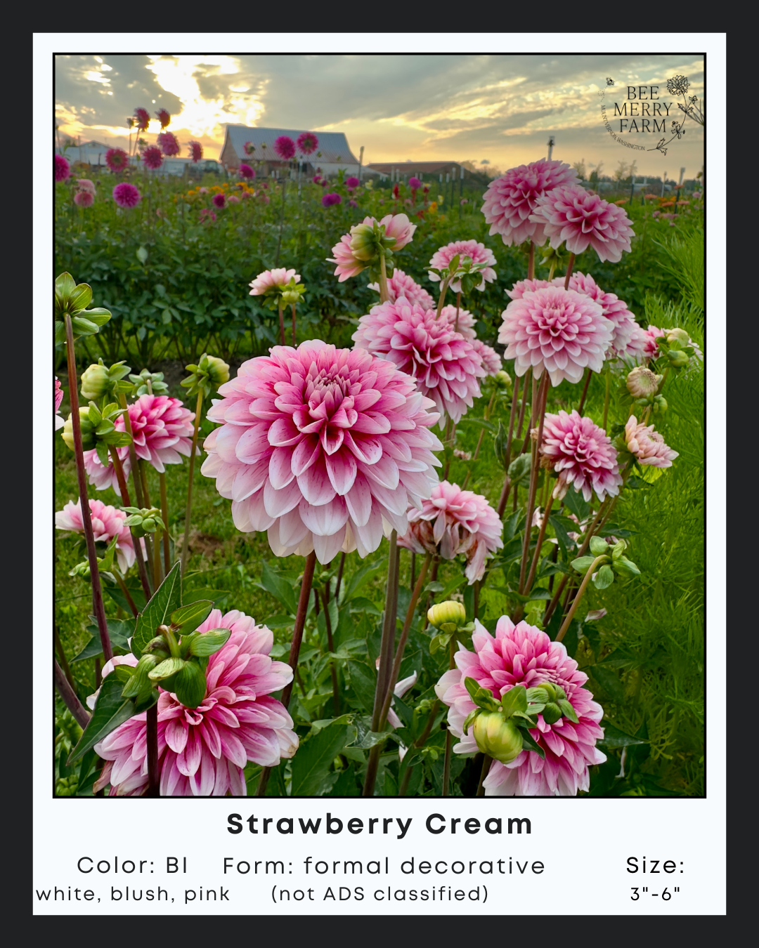 Strawberry Cream-1.png