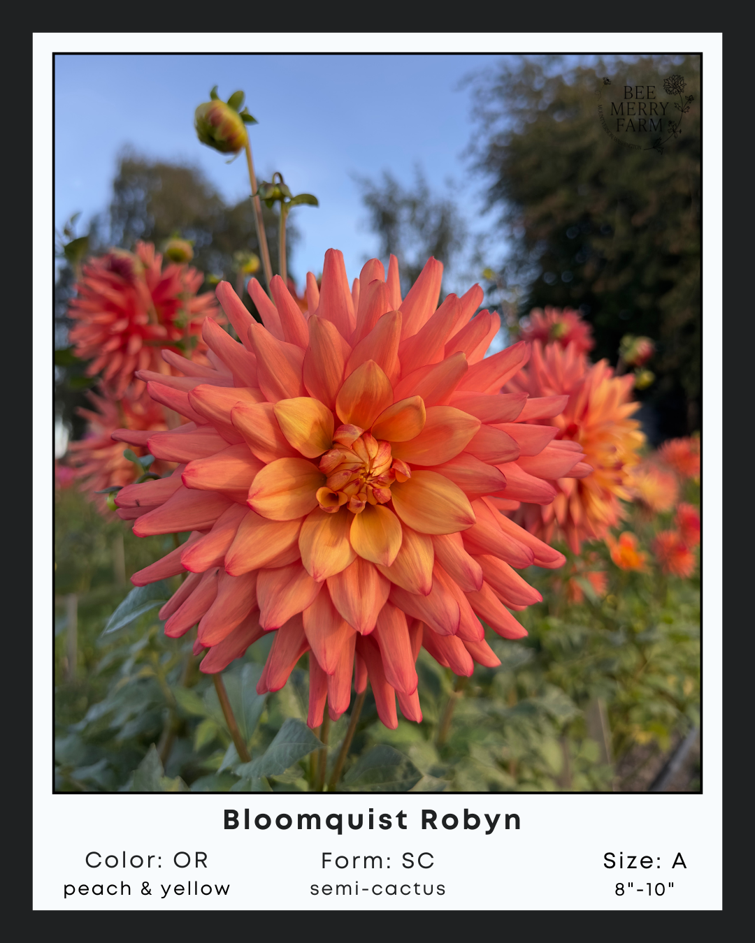 Bloomquist Robyn