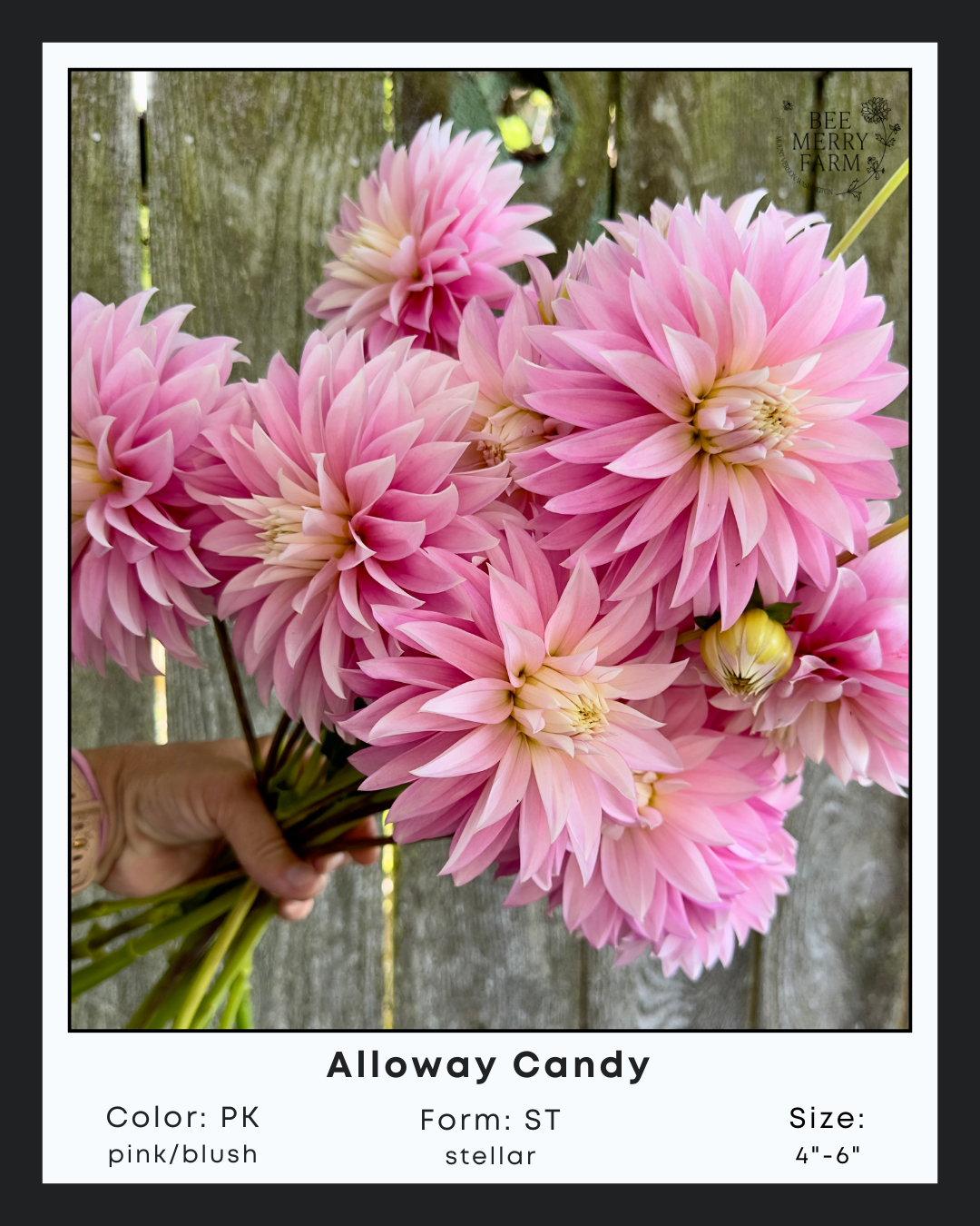 Alloway Candy-1.png