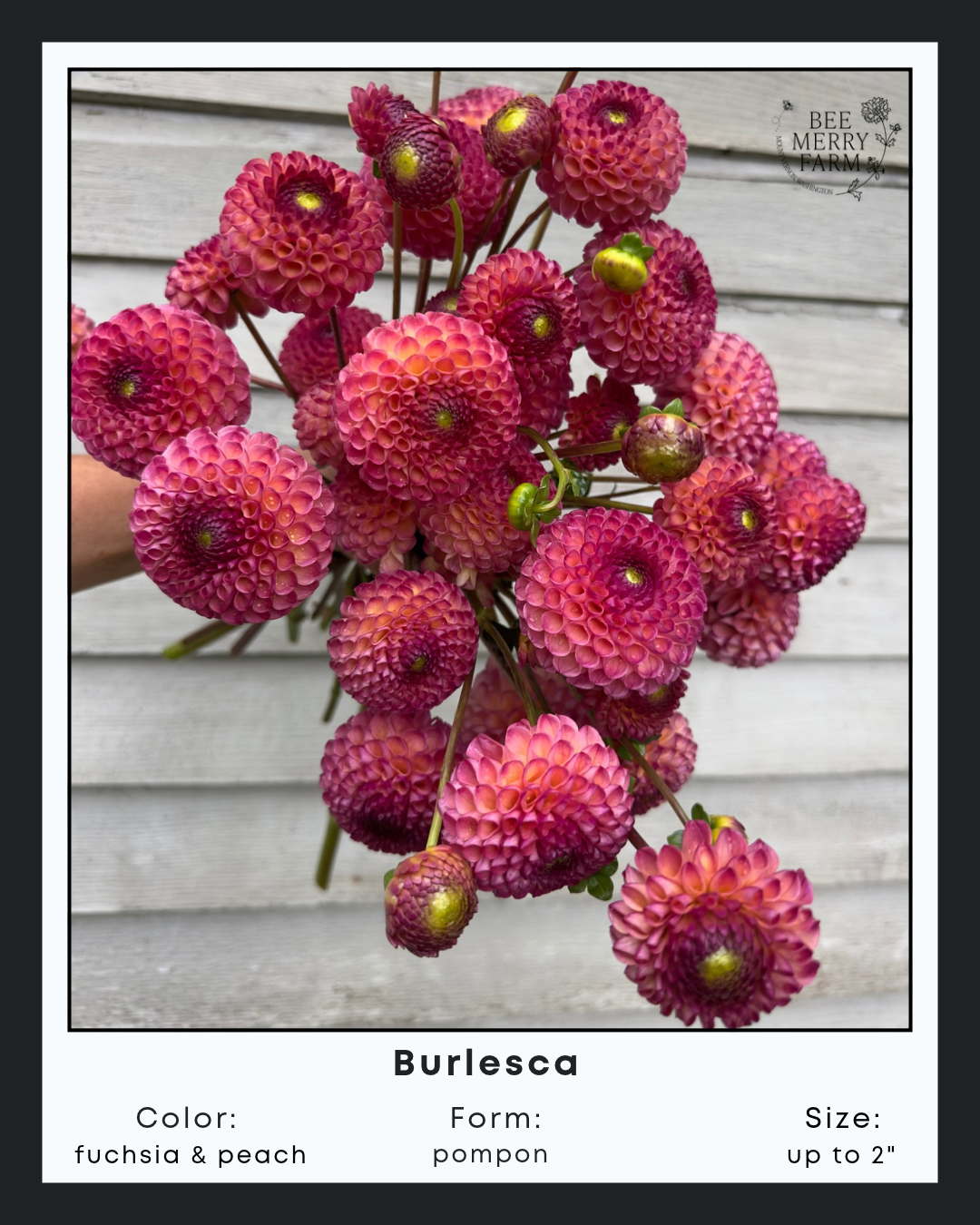 Burlesca-1.png