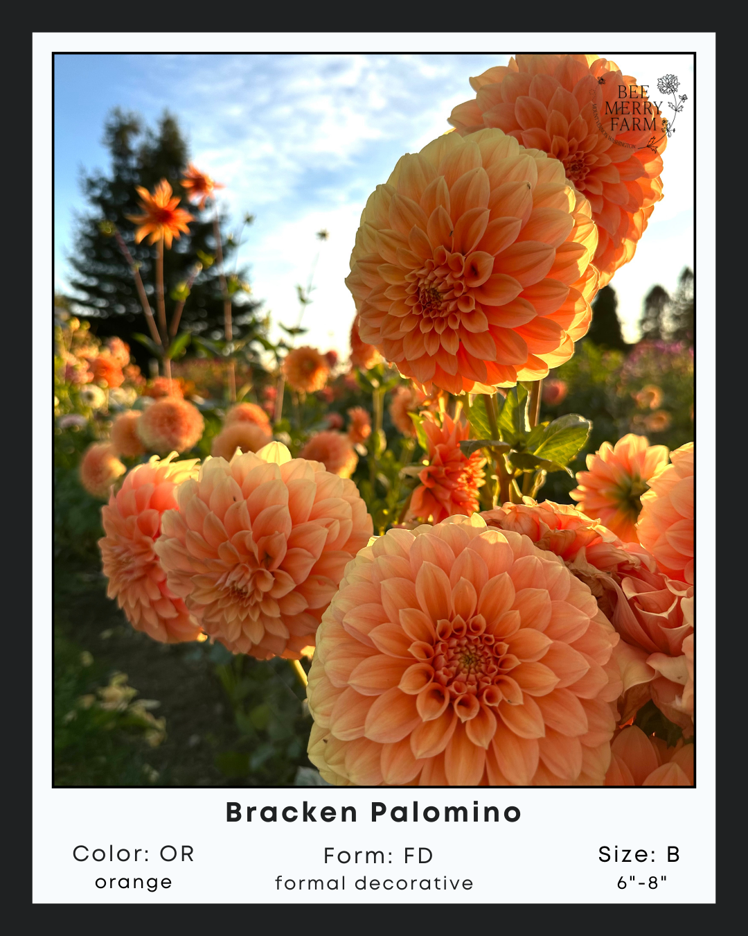 Bracken Palomino-2.png