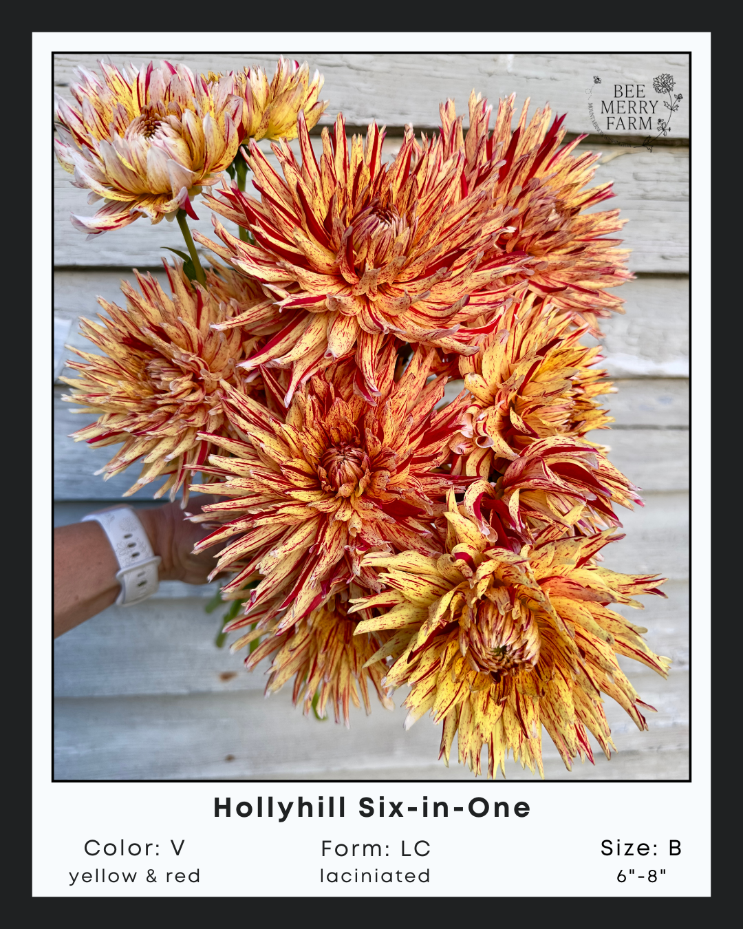 Hollyhill Six in One-1.png