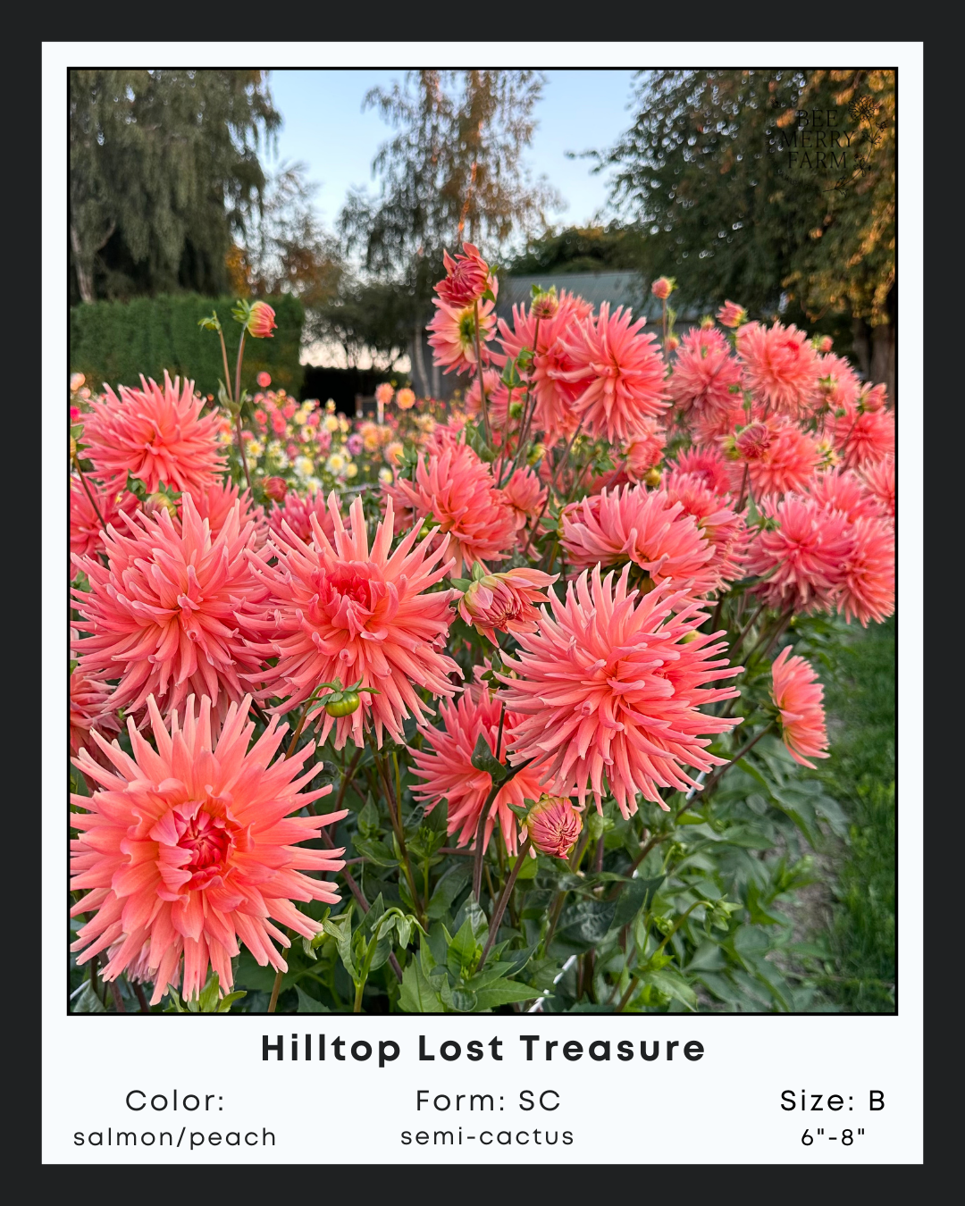 Hilltop Lost Treasure-3.png