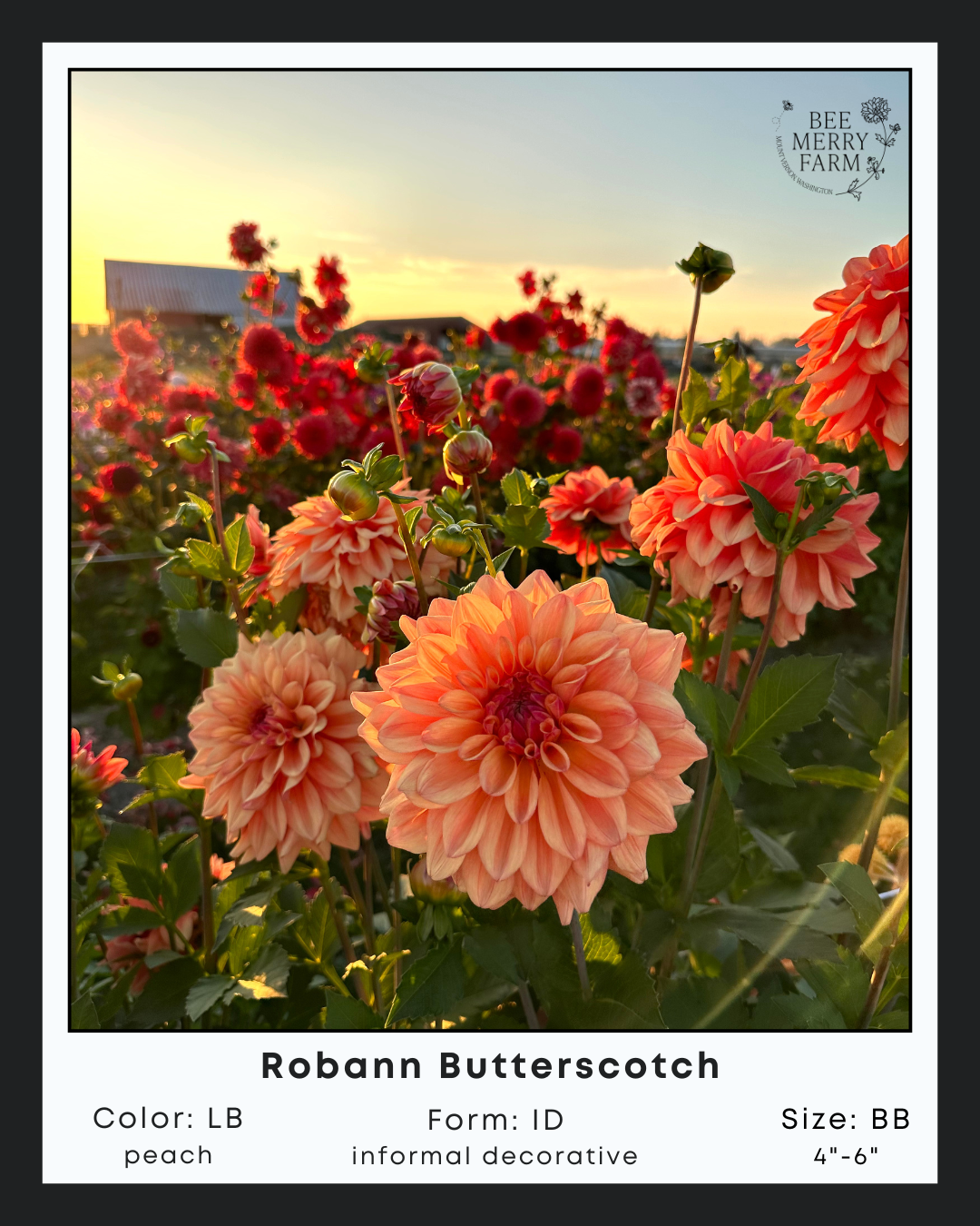 Robann Butterscotch-2.png