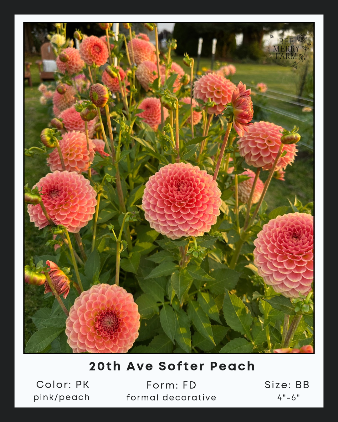 20th Ave Softer Peach.png