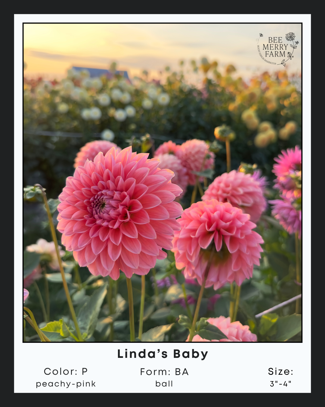 Linda's Baby-1.png
