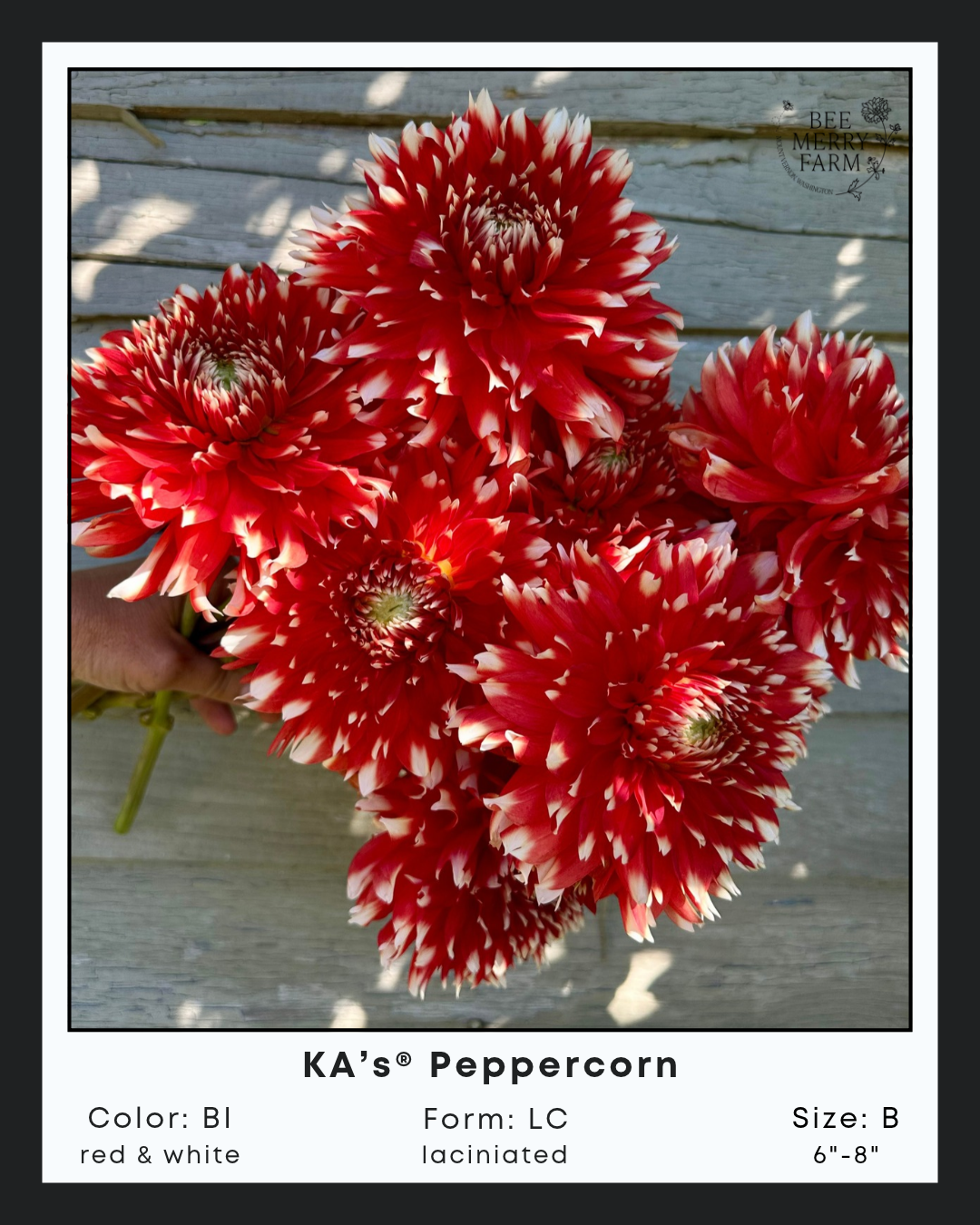 KAs Peppercorn-2.png