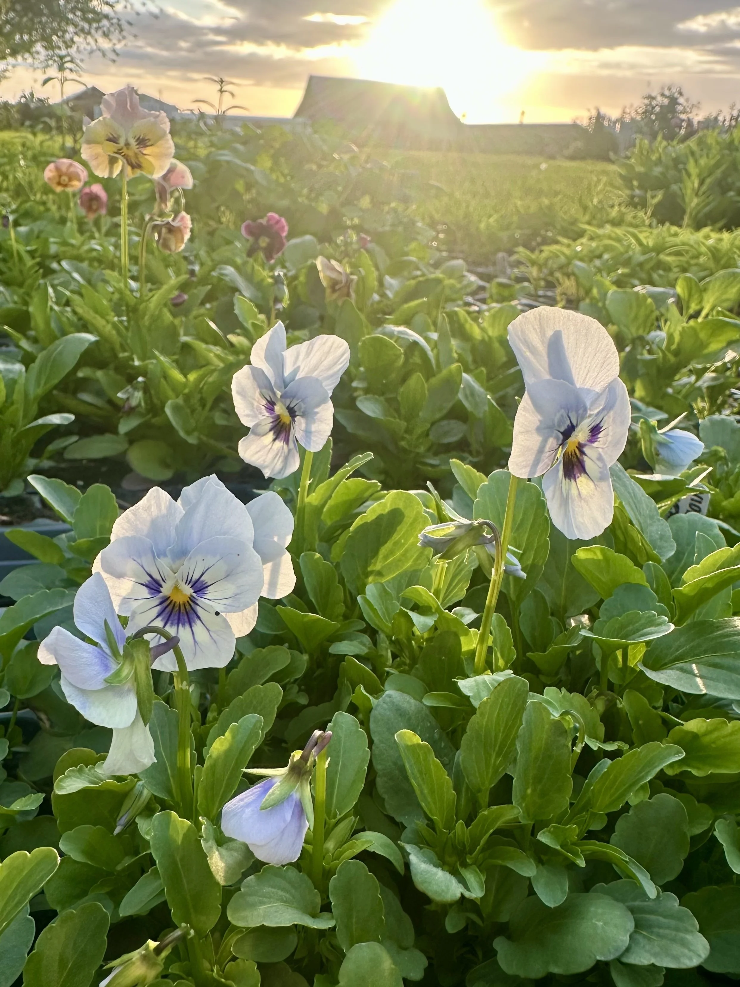 Mum Box Viola.jpg
