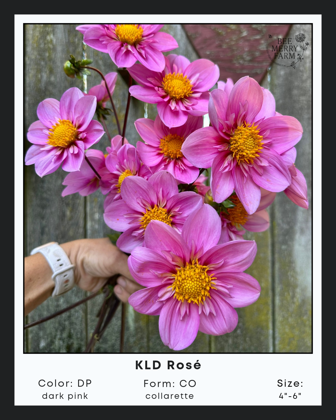 KLD Rosé.png
