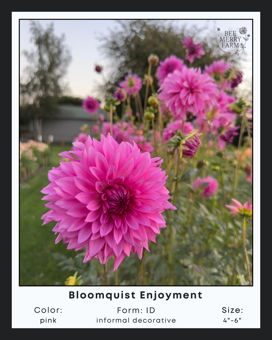 Bloomquist Enjoyment