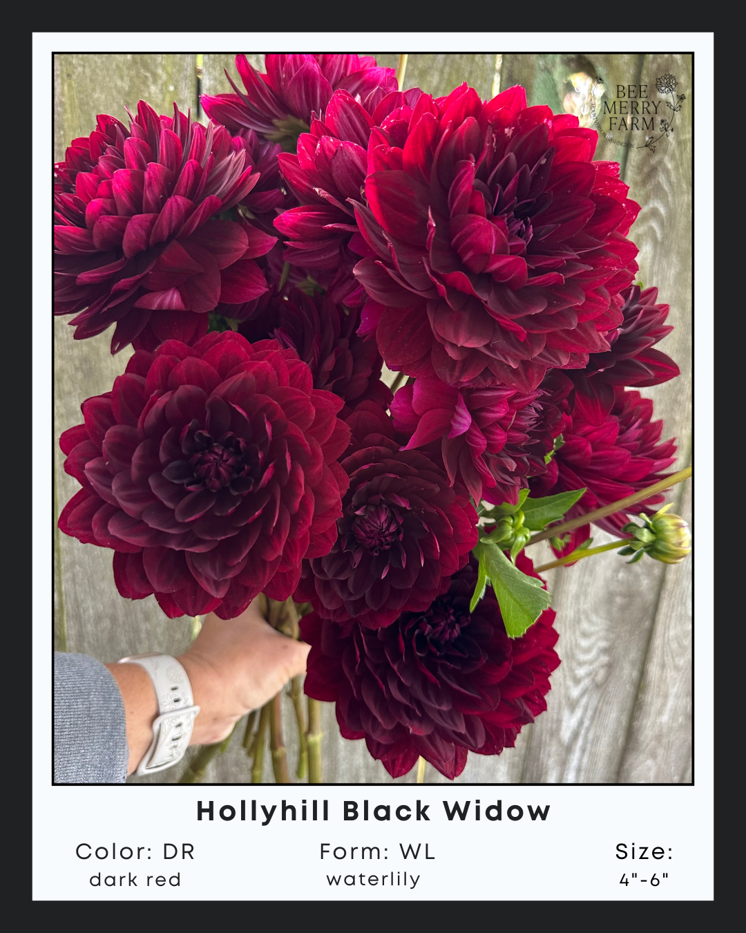 Hollyhill Black Widow
