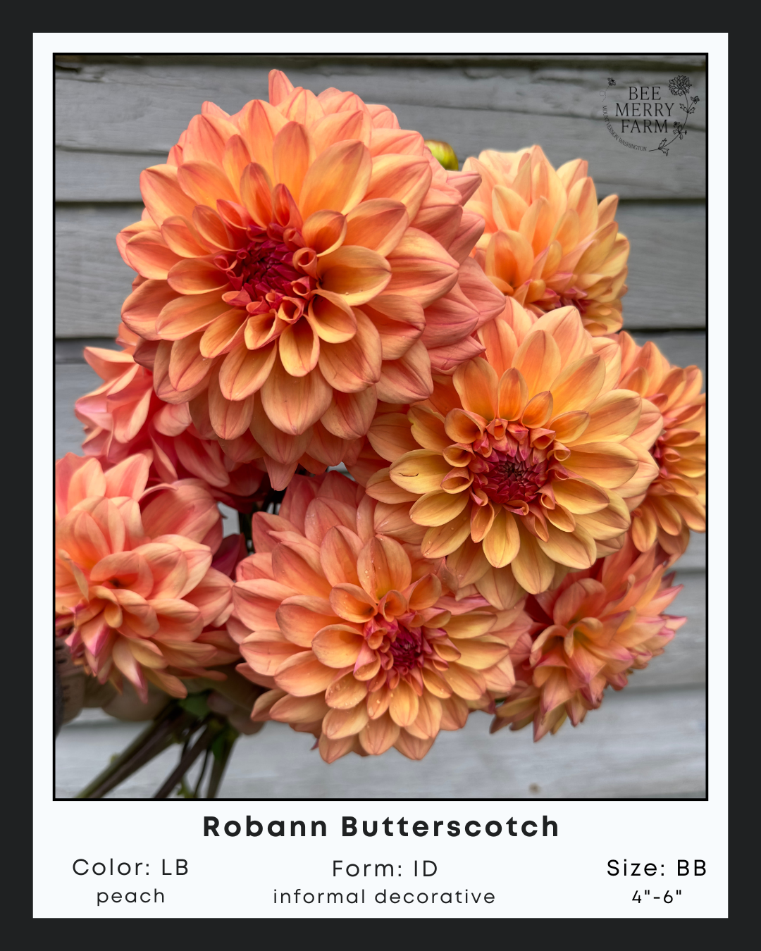 Robann Butterscotch-1.png