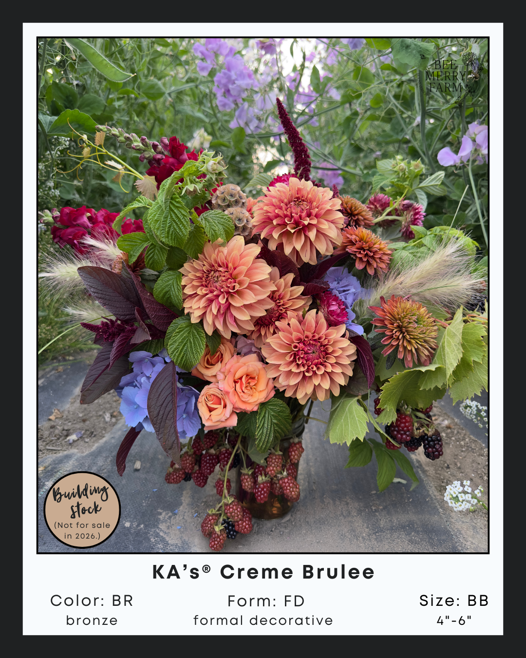 KA’s® Creme Brulee