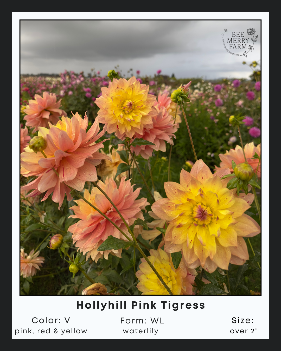 Hollyhill Pink Tigress-2.png